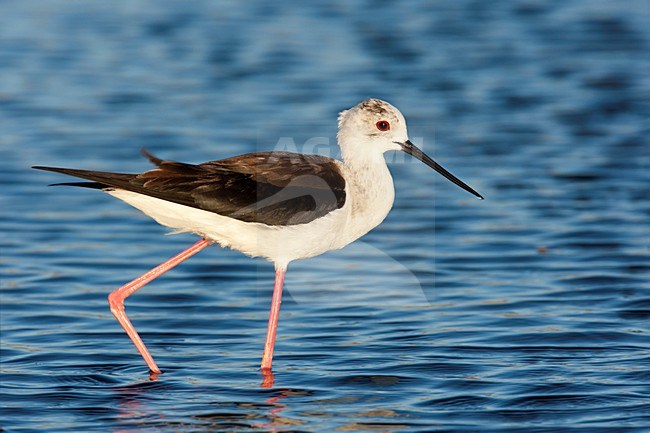 Steltkluut voedsel zoekend Lesbos Griekenland, Black-winged Stilt foraging Lesvos Greece stock-image by Agami/Wil Leurs,