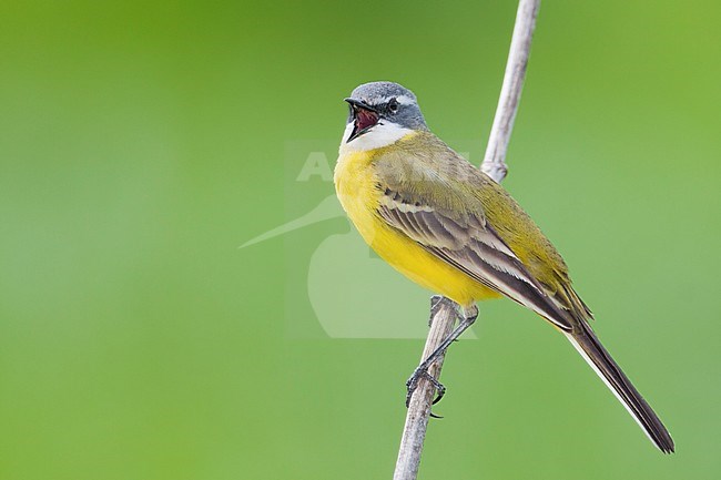 Iberian Yellow Wagtail - Spanische Schafstelze - Motacilla flava ssp. iberiae, Mallorca, adult male stock-image by Agami/Ralph Martin,