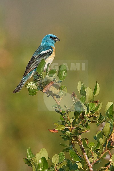 Adult male breeding
Nevada Co., CA
June 2008 stock-image by Agami/Brian E Small,