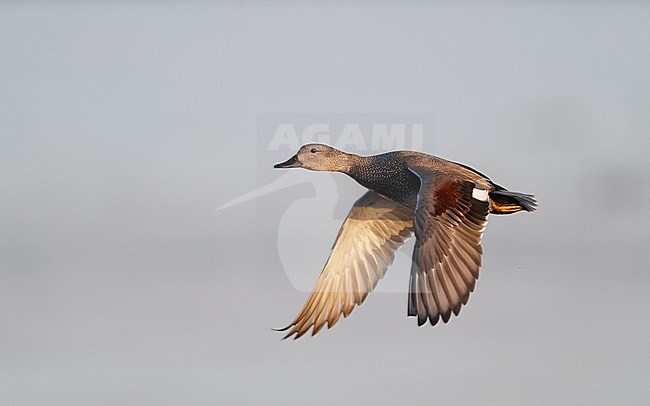 Gadwall (Anas strepera). Flying adult male at Lille Vildmose in Denmark. stock-image by Agami/Helge Sorensen,