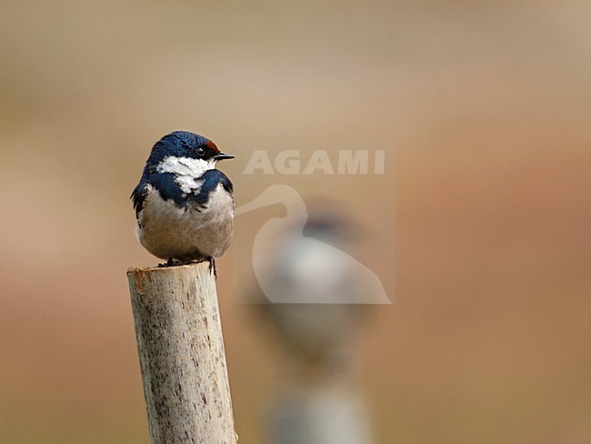 Adulte Witkeelzwaluw, Adult White-throated Swallow stock-image by Agami/Wil Leurs,