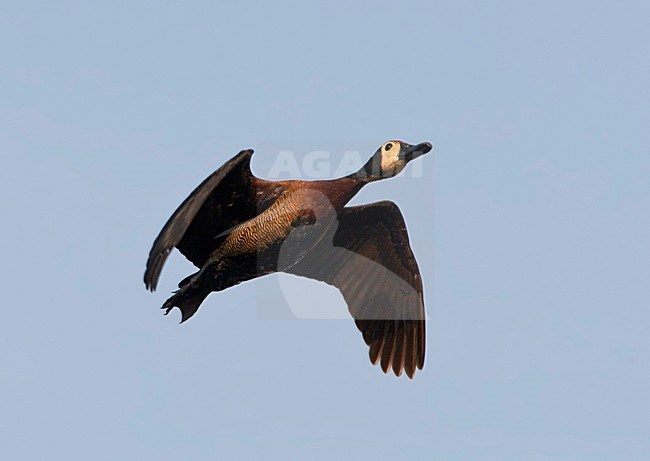 Witwangfluiteend, White-faced Whistling-Duck, Dendrocygna viduata stock-image by Agami/Marc Guyt,