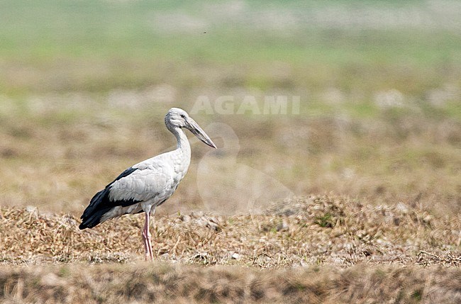 Asian Openbill (Anastomus oscitans), a distinctive stork found mainly in the Indian subcontinent and Southeast Asia. Standing on agricultural land. stock-image by Agami/Marc Guyt,