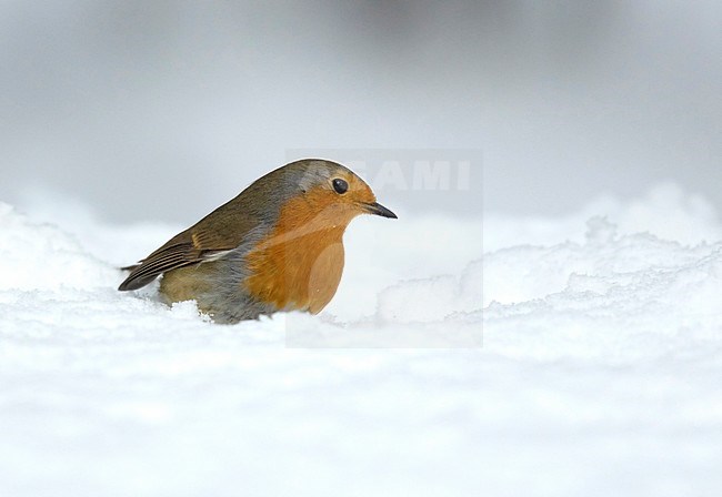European Robin (Erithacus rubecula) sitting in the snow. stock-image by Agami/Walter Soestbergen,