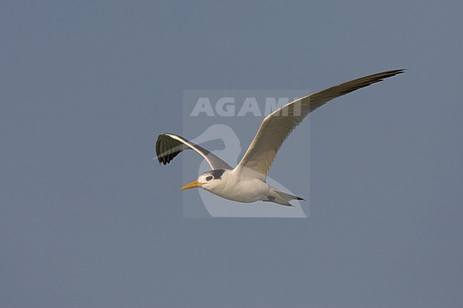 Volwassen Bengaalse Stern in de vlucht; Adult Lesser Crested Tern in flight stock-image by Agami/Arie Ouwerkerk,