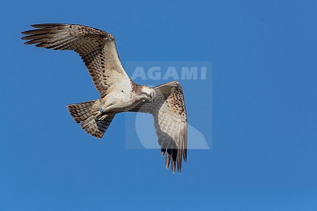 Osprey, Juvenile in flight, Campania, Italy (Pandion haliaetus) stock-image by Agami/Saverio Gatto,