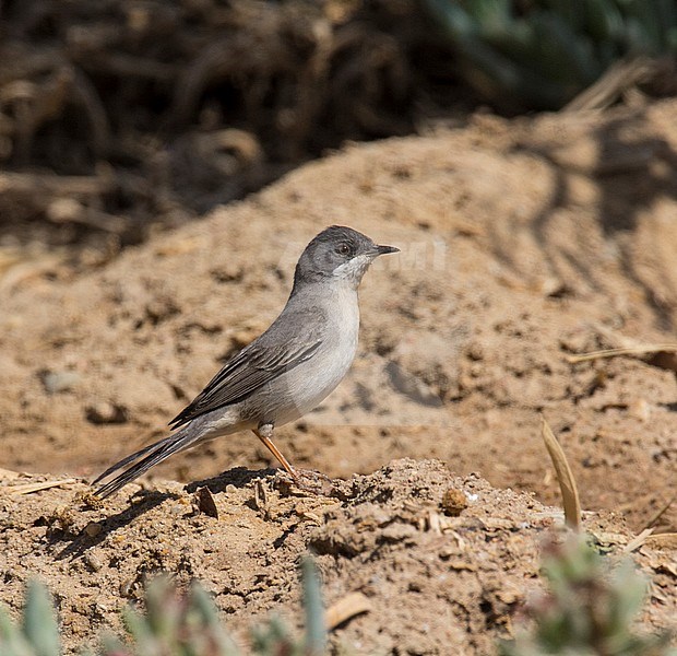 Female Rüppell's Warbler (Sylvia rueppelli) during spring migration in Egypt stock-image by Agami/Edwin Winkel,