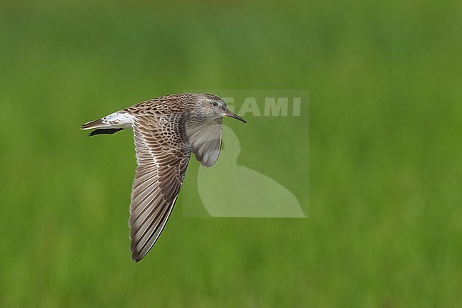 Adult breeding
Galveston Co., TX
May 2023 stock-image by Agami/Brian E Small,