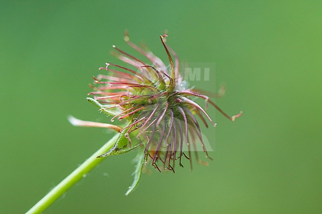 Wood Avens seed box stock-image by Agami/Wil Leurs,