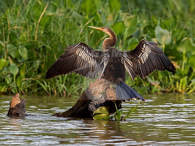 Anhinga, Anhinga anhinga anhinga, female perched on a log in water in the Pantanal, drying wings stock-image by Agami/Andy & Gill Swash ,