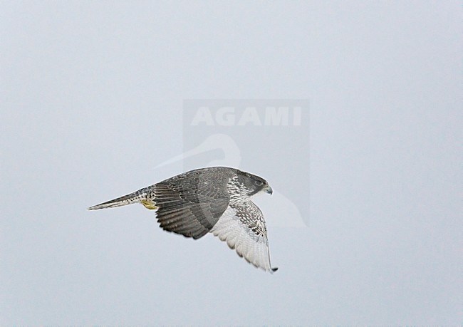 Giervalk vliegend; Gyr Falcon flying stock-image by Agami/Markus Varesvuo,