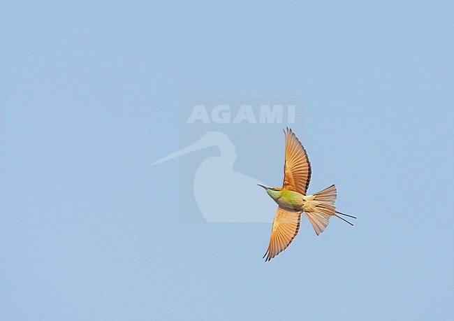 Little Green Bee-eater (Merops orientalis orientalis) seen in flight. stock-image by Agami/Marc Guyt,