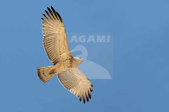 Juveniele Slangenarend in flight; Juvenile Short-toed Eagle in flight stock-image by Agami/Daniele Occhiato,