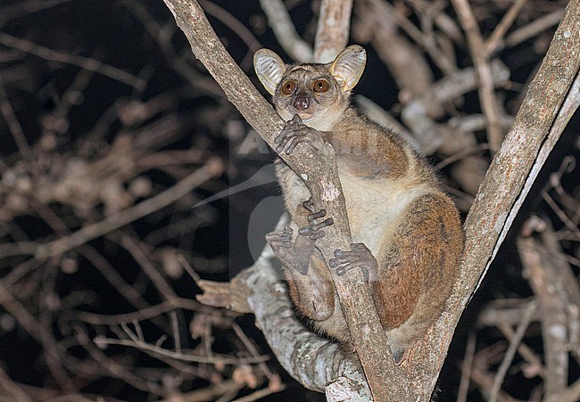 Greater galago (Otolemur) in Tanzania. Probably Brown greater galago (Otolemur crassicaudatus) stock-image by Agami/Pete Morris,