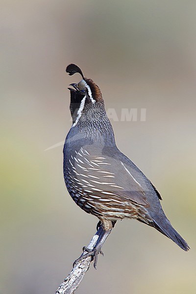 Zingend mannetje Californische Kuifkwartel, Male California Quail calling stock-image by Agami/Brian E Small,