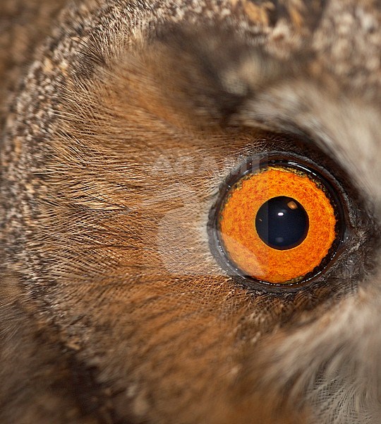 Ransuil in de hand, Long-eared Owl in the hand stock-image by Agami/Jari Peltomäki,