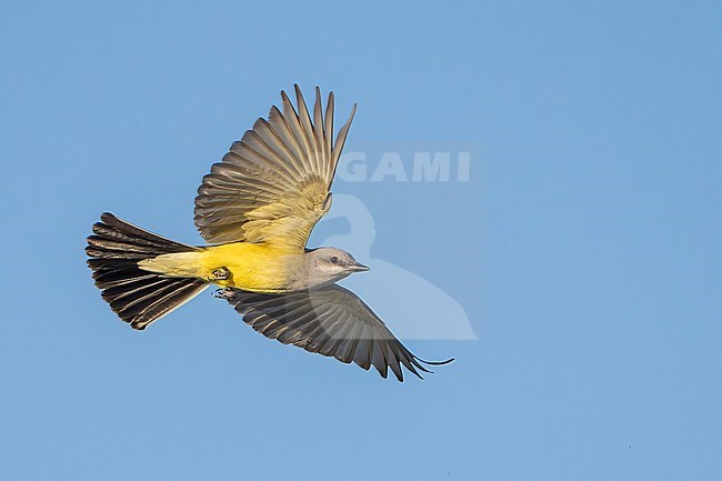 Adult
Imperial Co., CA
April 2022 stock-image by Agami/Brian E Small,