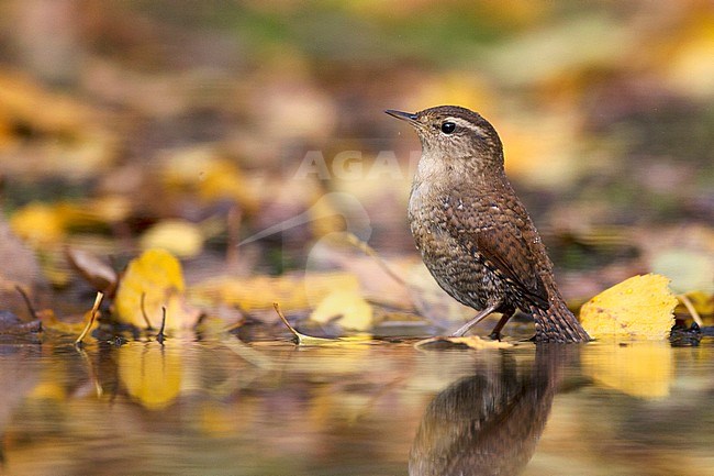 Winterkoning staand in water tussen herfstbladeren; Winter Wren standing in water amongst autumn leaves stock-image by Agami/Harvey van Diek,