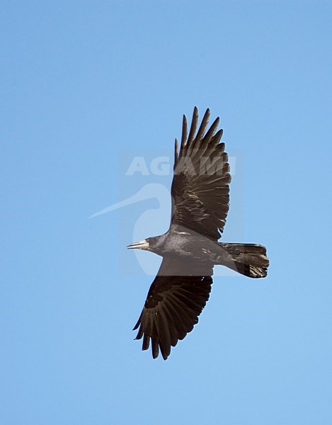 Vliegende Roek; Flying Rook stock-image by Agami/Markus Varesvuo,