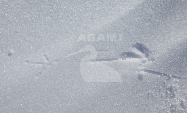 Alpensneeuwhoen sporen in de sneeuw, Rock Ptarmigan tracks in the snow stock-image by Agami/Markus Varesvuo,