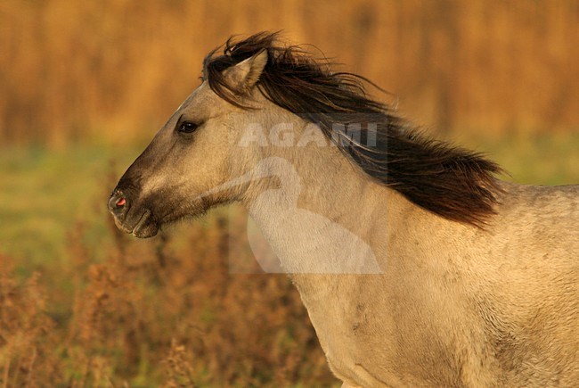  stock-image by Agami/Han Bouwmeester,