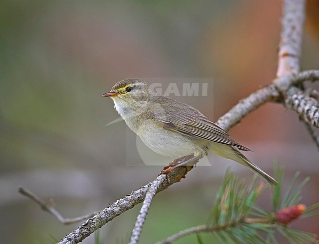Willow Warbler; Fitis stock-image by Agami/Markus Varesvuo,