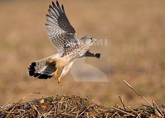 Man Torenvalk opvliegend; Male Common Kestrel flying away stock-image by Agami/Marc Guyt,