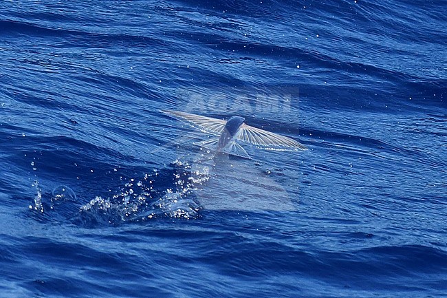 Flying fish species taking off from the ocean surface. stock-image by Agami/Laurens Steijn,