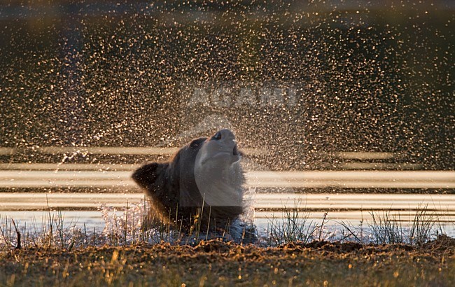 Badderende Bruine Beer in een Fins bos; Bathing Brown Bear in a Finnish forest stock-image by Agami/Jari Peltomäki,