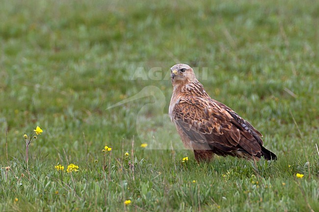 Arendbuizerd volwassen in zit, Long-legged Buzzard adult perched stock-image by Agami/Daniele Occhiato,