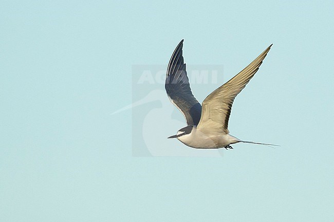 Adult breeding Aleutian Tern (Onychoprion aleuticus)
Seward Peninsula, Alaska
June 2018 stock-image by Agami/Brian E Small,