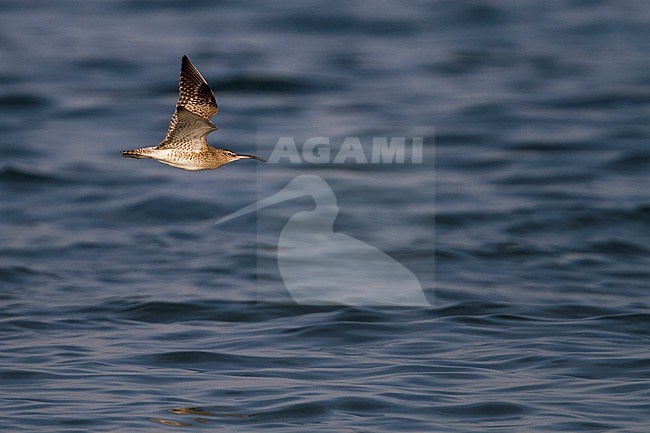 Whimbrel - Regenbrachvogel - Numenius phaeopus ssp. phaeopus, Oman stock-image by Agami/Ralph Martin,