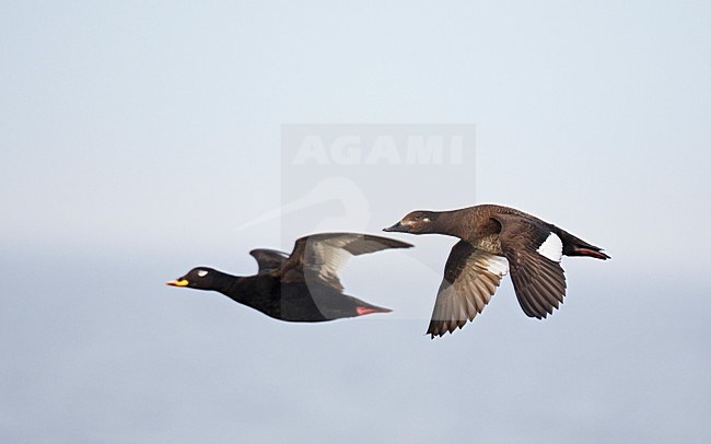 Grote ZeeÃ«end paartje vliegend;

Velvet Scoter pair flying stock-image by Agami/Markus Varesvuo,
