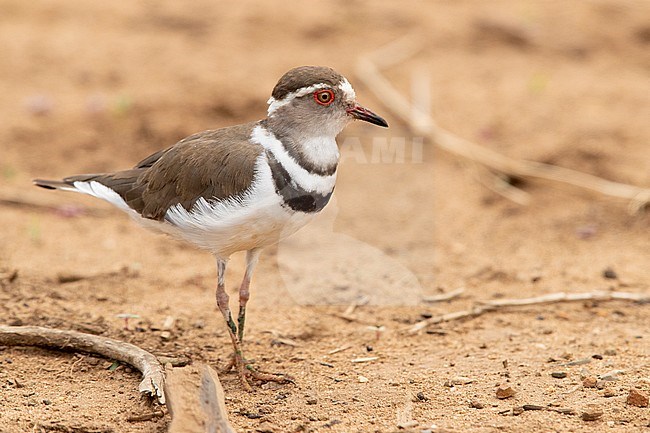 Three-banded Plover (Charadrius tricollaris), adult standing on the ground, Mpumalanga, South Africa stock-image by Agami/Saverio Gatto,