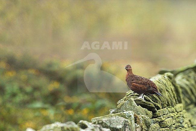 Red Grouse - Schottisches Moorschneehuhn - Lagopus lagopus scotica, Great Britain, adult male stock-image by Agami/Ralph Martin,