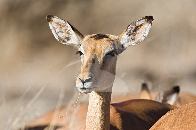 Impala close-up; Impala close up stock-image by Agami/Marc Guyt,