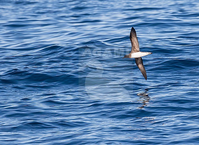 Tahiti Petrel, Pseudobulweria rostrata, at sea between Marquesas and Tuamotus islands. stock-image by Agami/Pete Morris,