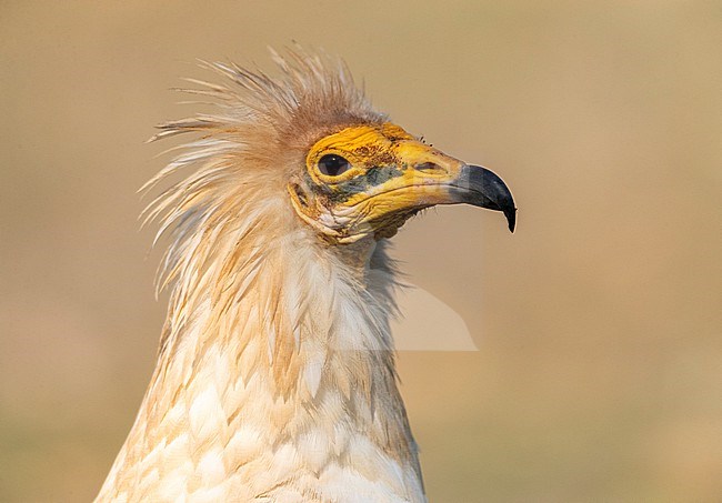 Adult Egyptian Vulture (Neophron percnopterus) in Extremadura, Spain. stock-image by Agami/Marc Guyt,
