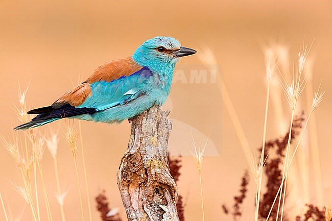 European Roller (Coracias garrulus), side view of an adult male perched on a dead trunk, Campania, Italy stock-image by Agami/Saverio Gatto,