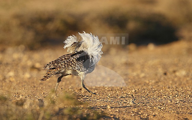 Houbara Bustard (Chlamydotis undulata fuertaventurae) male performing dancing display at Tindaya Plains, Fuerteventura, Canary Islands stock-image by Agami/Helge Sorensen,