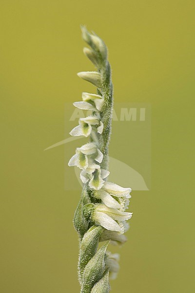 herfstschroeforchis; Autumn Lady's Tresses; stock-image by Agami/Walter Soestbergen,