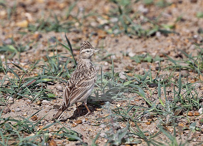 Adult Greater Short-toed Lark (Calandrella brachydactyla longipennis) standing on the ground in spring stock-image by Agami/Andy & Gill Swash ,