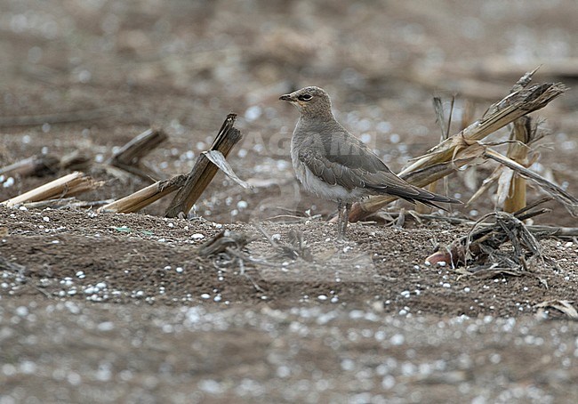 Juvenile Black-winged Pratincole (Glareola nordmanni) moulting into first winter plumage on a dry agricultural field near  Oss, Netherlands. stock-image by Agami/Karel Mauer,