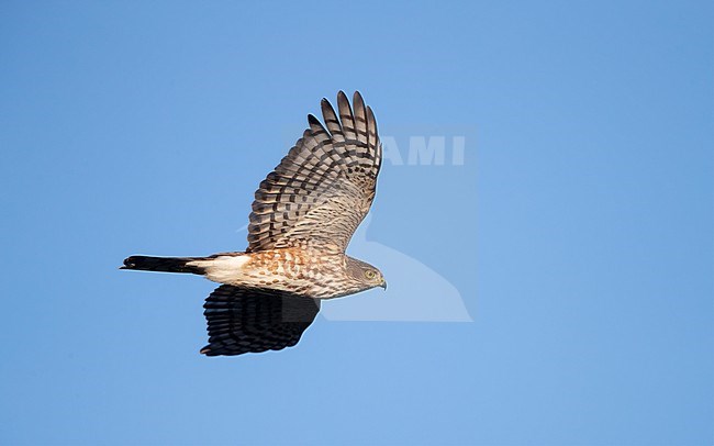 Adult Sharp-shinned Hawk (Accipiter striatus) in flight in Cape May, New Jersey, USA, during autumn migration. stock-image by Agami/Helge Sorensen,