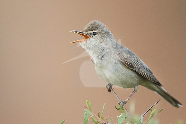 Upchers Warbler - Dornspötter - Hippolais languida, Kyrgyzstan stock-image by Agami/Ralph Martin,