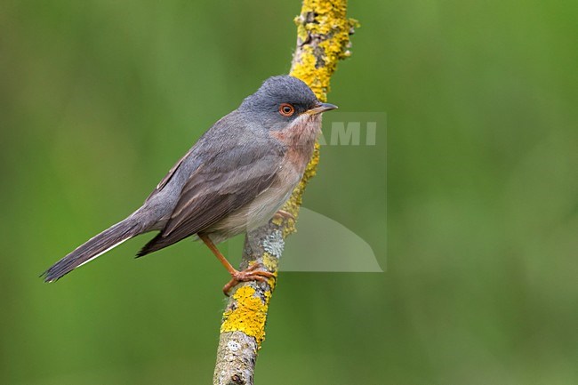 Male Moltoni's Warbler perched on a branch stock-image by Agami/Daniele Occhiato,