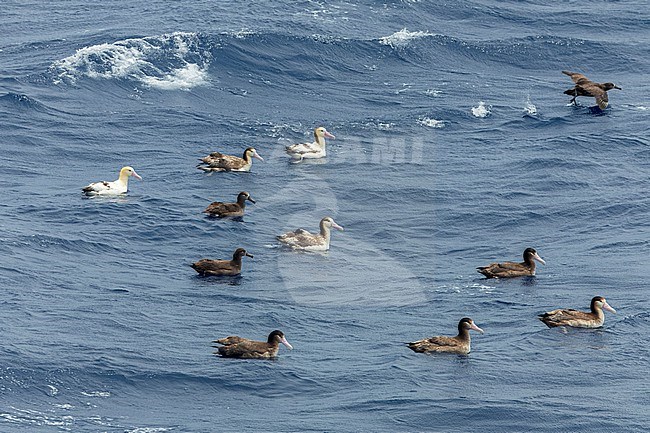 Short-tailed Albatrosses (Phoebastria albatrus) at sea off Torishima island, Japan. Together with Black-footed albatrosses Group swimming on the sea surface. stock-image by Agami/Marc Guyt,