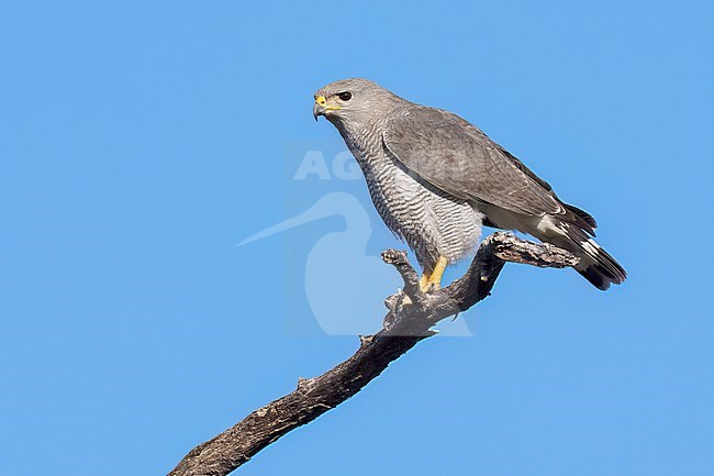 Adult
Pima Co., AZ
April 2024 stock-image by Agami/Brian E Small,