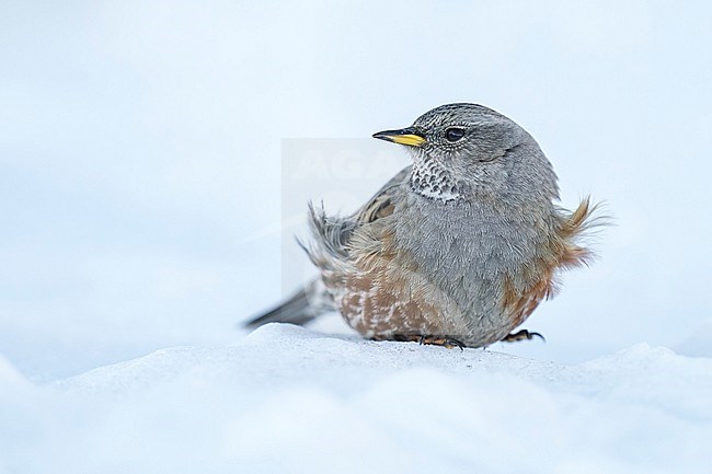 Alpine Accentor (Prunella collaris) sitting in a snow coverd moutain landscape in the swiss alps. stock-image by Agami/Marcel Burkhardt,