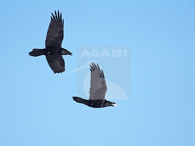 Common Raven flying; Raaf vliegend stock-image by Agami/Markus Varesvuo,